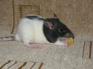Содержание домашней крысы