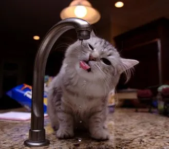 Котёнок пьёт воду из-под крана