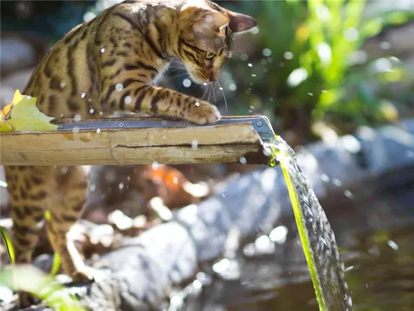 Выясняем, почему котенок не пьет воду и что можно предпринять!