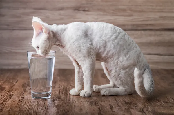 Как понять, что котенок мало пьет