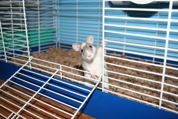 Крыса в клетке