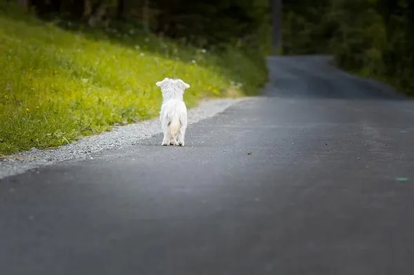 Собачка на дороге