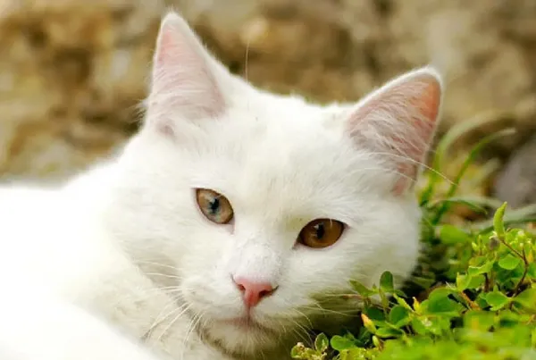 имена для белых котов: как назвать кошек девочек и мальчиков