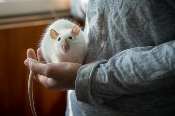 Как приручить крысу