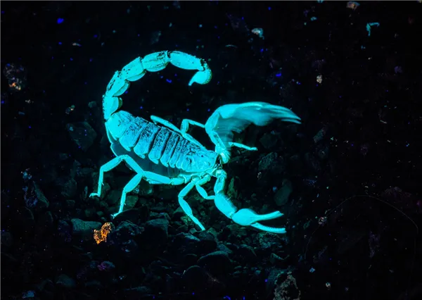 Флуоресцирующий скорпион • Василий Деревянко • Научная картинка дня на «Элементах» • Арахнология