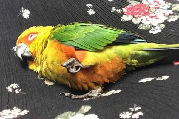 попугай умер